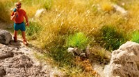 Noch 06910  - Graspollen profi, droog gras (25 st. 6 mm)